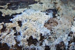 Trechispora mollusca