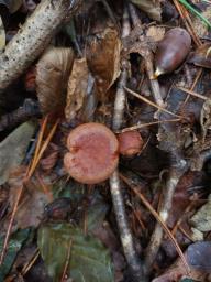 Lactarius quietus