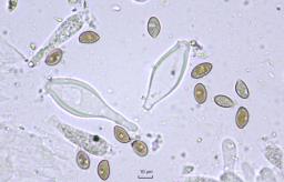 Inocybe fraudans