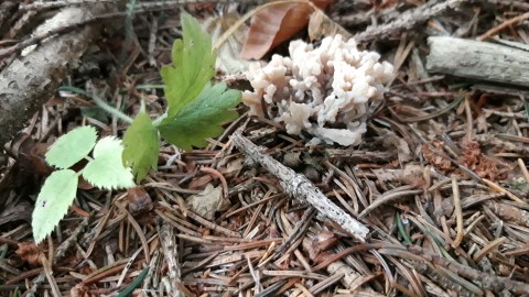 Clavulina cinerea
