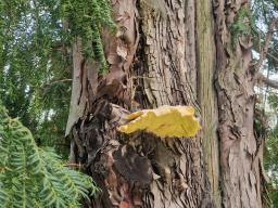 Laetiporus sulphureus
