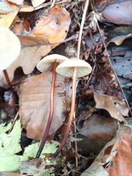 Marasmius cohaerens