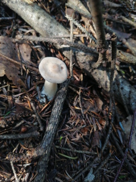 Infundibulicybe gibba