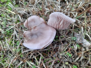 Collybia sordida