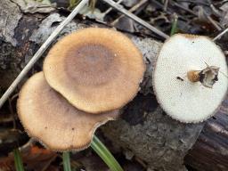 Lentinus brumalis