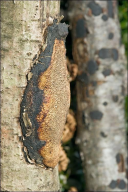 Szczepkamyces campestris