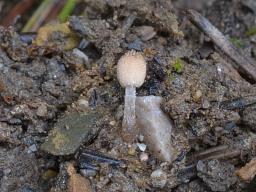 Narcissea cardiaspora