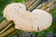 Neofavolus alveolaris