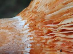 Lactarius deliciosus