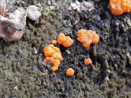 Dacrymyces stillatus
