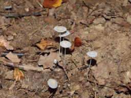 Coprinellus curtus