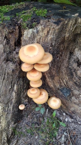 Kuehneromyces mutabilis