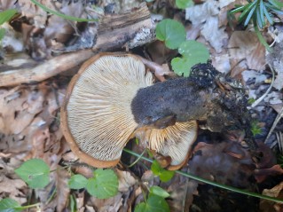 Tapinella atrotomentosa