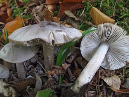 Tricholoma sciodes