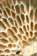 Neofavolus alveolaris