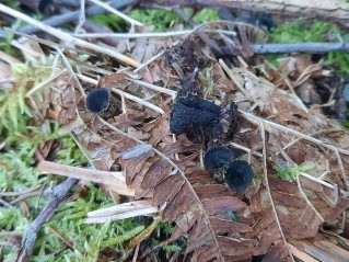 Cyathus striatus