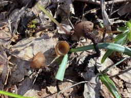 Dumontinia tuberosa