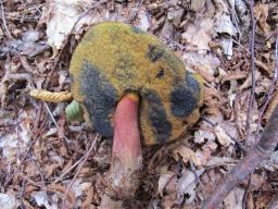 Suillellus luridus