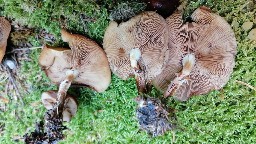 Kuehneromyces mutabilis