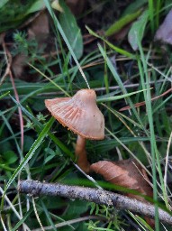 Gliophorus psittacinus
