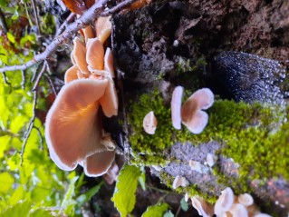 Panus neostrigosus