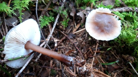 Rhodocollybia asema