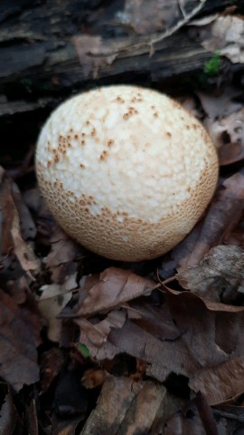 Scleroderma citrinum