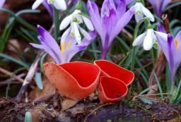 Sarcoscypha austriaca
