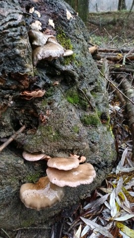 Sarcomyxa serotina