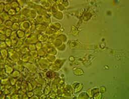 Tulasnella pallida