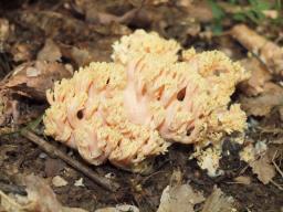 Ramaria formosa