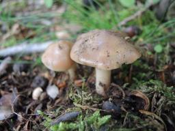 Phaeocollybia lugubris