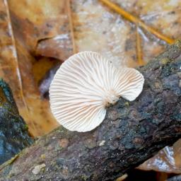 Panellus violaceofulvus