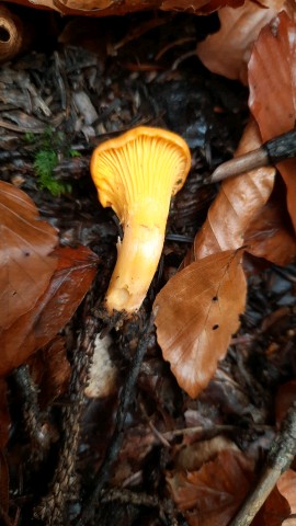 Cantharellus cibarius