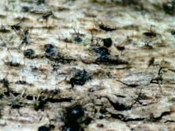 Kirschsteiniothelia atra