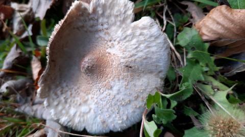 Macrolepiota mastoidea