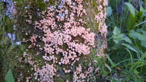 Coprinellus disseminatus