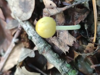 Bolbitius titubans