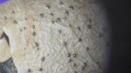 Trochila ilicina