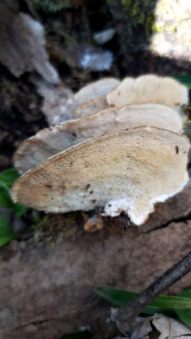 Trametes versicolor