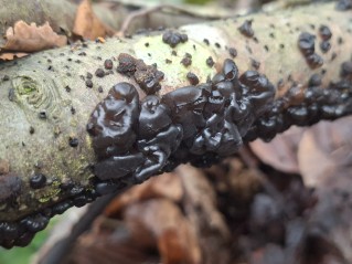 Exidia nigricans
