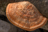 Pycnoporus cinnabarinus