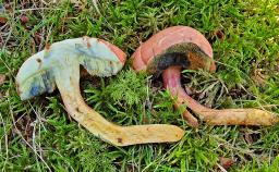 Rheubarbariboletus armeniacus