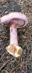 Calonarius suaveolens