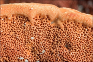 Pycnoporus cinnabarinus