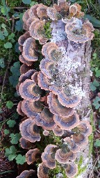 Trametes versicolor