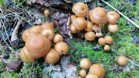 Kuehneromyces mutabilis