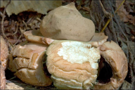Geastrum triplex