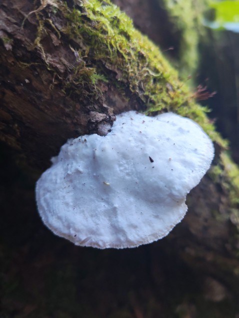 Trametes suaveolens