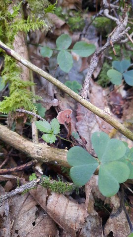 Auriscalpium vulgare